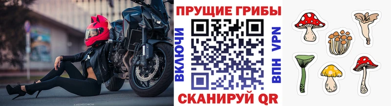 ссылка на мегу ONION  Киров  Галлюциногенные грибы Psilocybe  где купить наркотик 